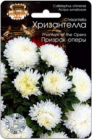Астра Хризантелла Призрак Оперы 30шт, китайская (Биотехника) фото Астра Хризантелла Призрак Оперы 30шт, китайская (Биотехника) - "Наш сад"