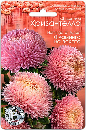 Астра Хризантелла Фламинго на Закате 30шт, китайская (Биотехника) фото Астра Хризантелла Фламинго на Закате 30шт, китайская (Биотехника) - "Наш сад"