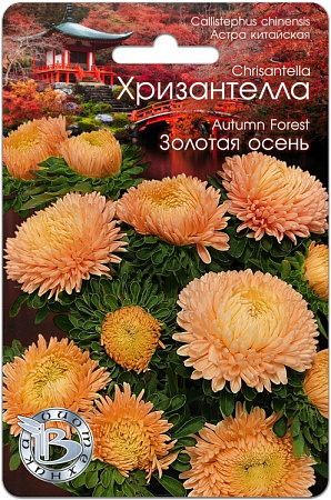 Астра Хризантелла Золотая Осень 30шт, китайская (Биотехника) фото Астра Хризантелла Золотая Осень 30шт, китайская (Биотехника) - "Наш сад"