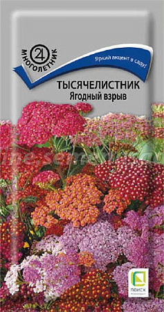 Тысячелистник Ягодный Взрыв 10шт, смесь (Поиск) фото Тысячелистник Ягодный Взрыв 10шт, смесь (Поиск) - "Наш сад"