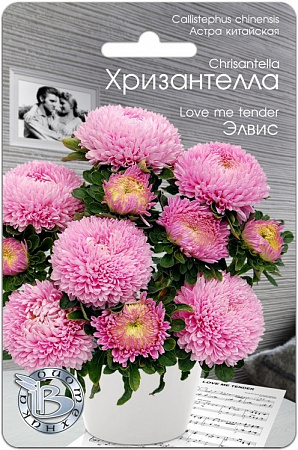 Астра Хризантелла Элвис 30шт, китайская (Биотехника) фото Астра Хризантелла Элвис 30шт, китайская (Биотехника) - "Наш сад"