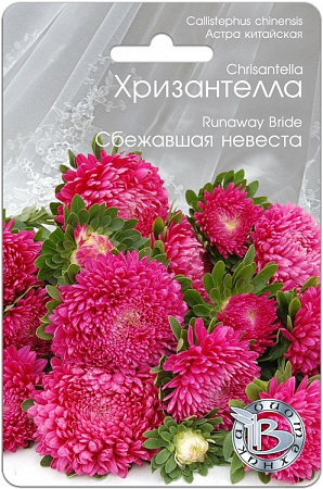 Астра Хризантелла Сбежавшая Невеста 30шт, китайская (Биотехника) фото Астра Хризантелла Сбежавшая Невеста 30шт, китайская (Биотехника) - "Наш сад"