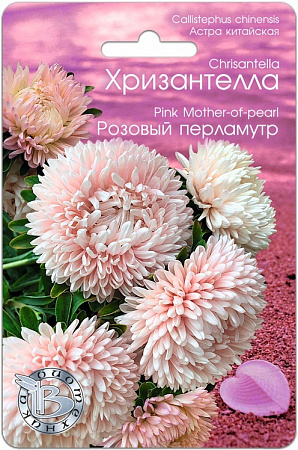 Астра Хризантелла Розовый Перламутр 30шт, китайская (Биотехника) фото Астра Хризантелла Розовый Перламутр 30шт, китайская (Биотехника) - "Наш сад"
