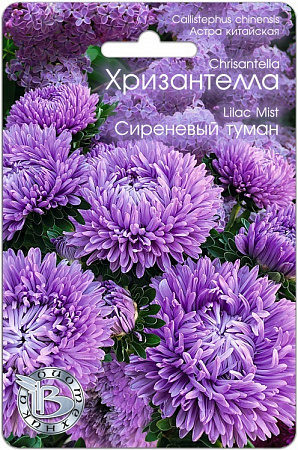 Астра Хризантелла Сиреневый Туман 30шт, китайская (Биотехника) - "Наш сад"