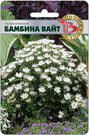 Астра Бамбина Вайт 20шт, китайская (Биотехника) фото Астра Бамбина Вайт 20шт, китайская (Биотехника) - "Наш сад"