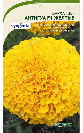 Бархатцы Антигуа F1 Желтые 5шт, Syngenta (Садовита) фото Бархатцы Антигуа F1 Желтые 5шт, Syngenta (Садовита) - "Наш сад"