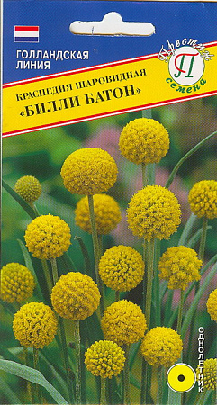 Краспедия Билли Батон 10шт, шаровидная (Престиж) - "Наш сад"